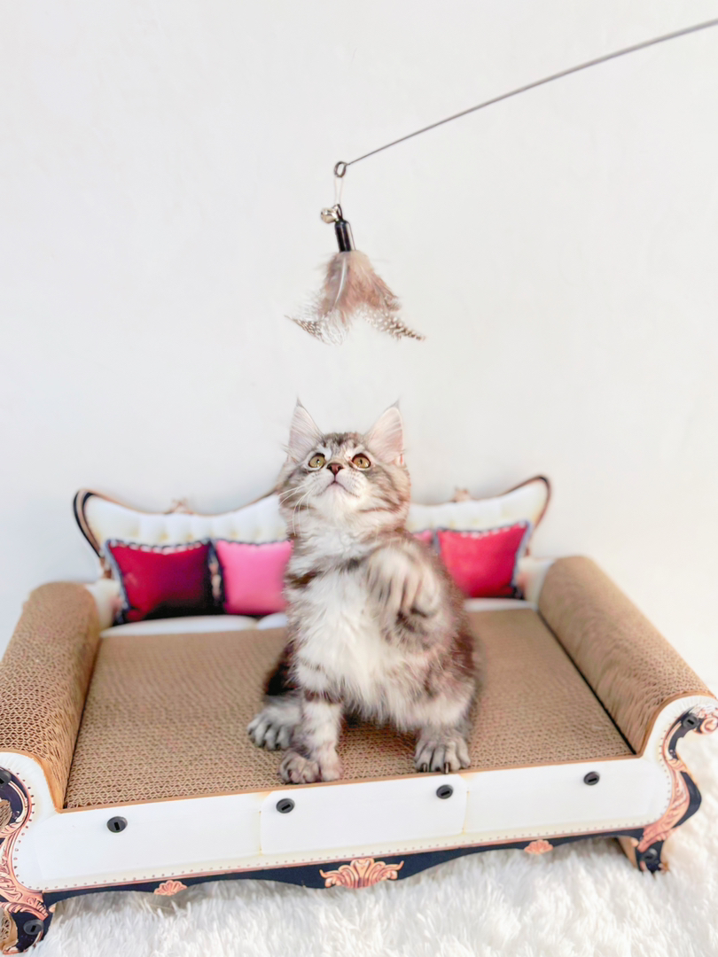 六趾大脚缅因mm黏人性格好