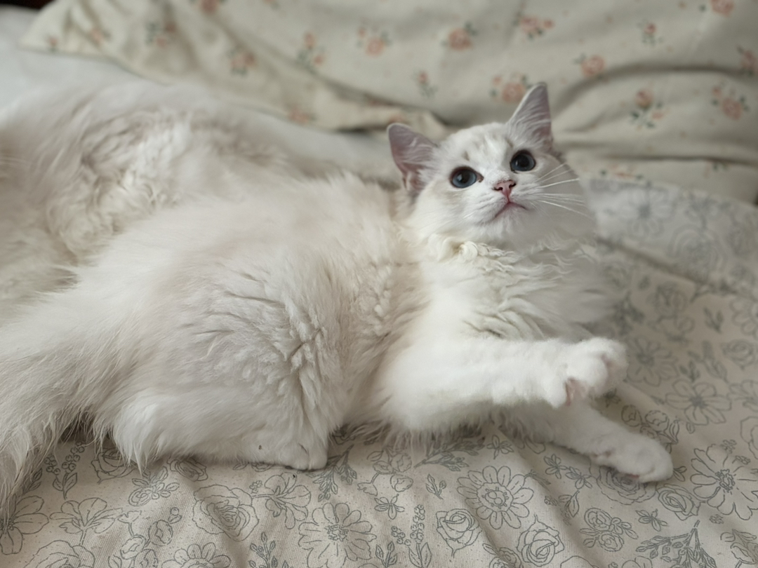 四个月布偶猫男宝，颜值高性格好