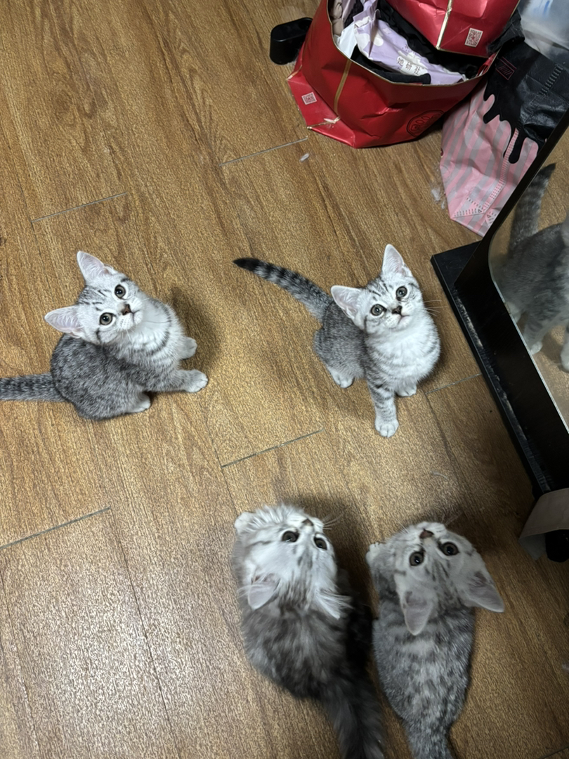 美短起司