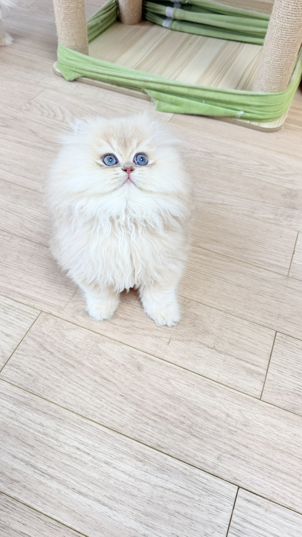 长毛紫金，繁育级 双麻 双12，大体格宽嘴套，大毛量