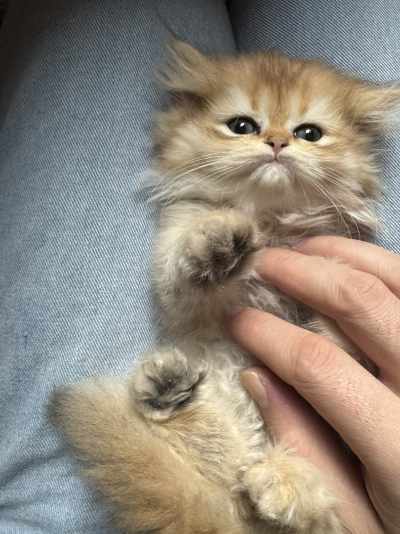 金渐层长毛小胖金妹妹两个月大