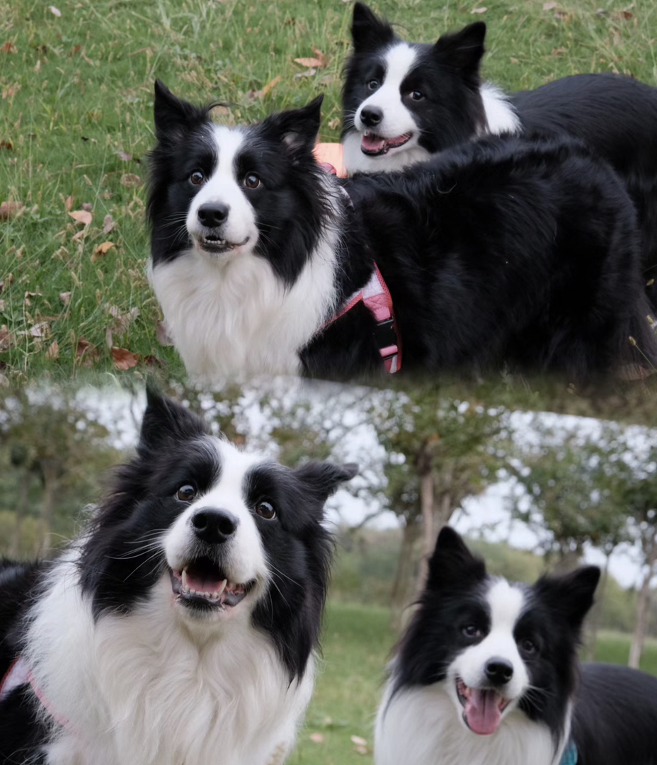 出售成犬边牧。公母都有。都是颜值巅峰