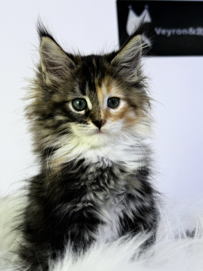 三花缅因 55分阴阳脸稀有