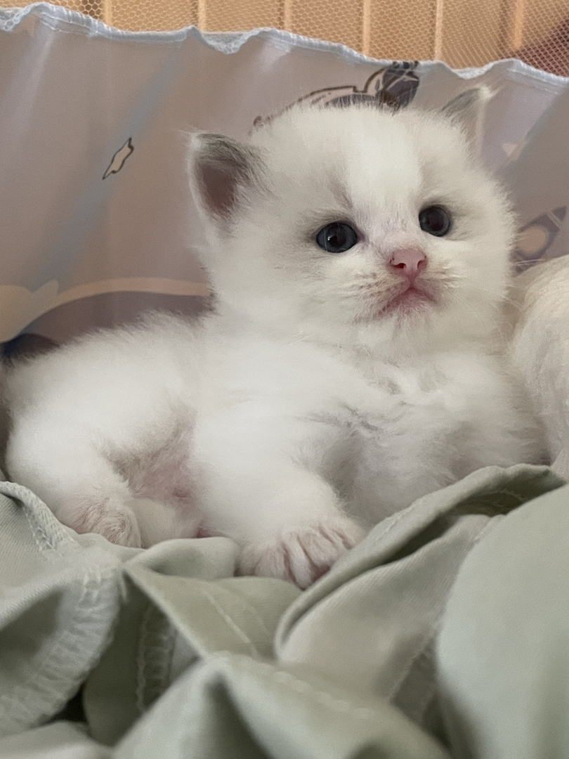 布偶猫，随便rua  甜美可爱颜值超级高的小崽子