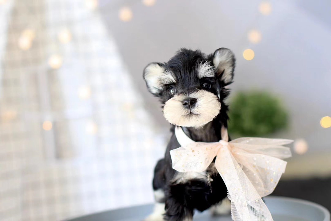 米其耳雪纳瑞❤️飞耳雪纳瑞