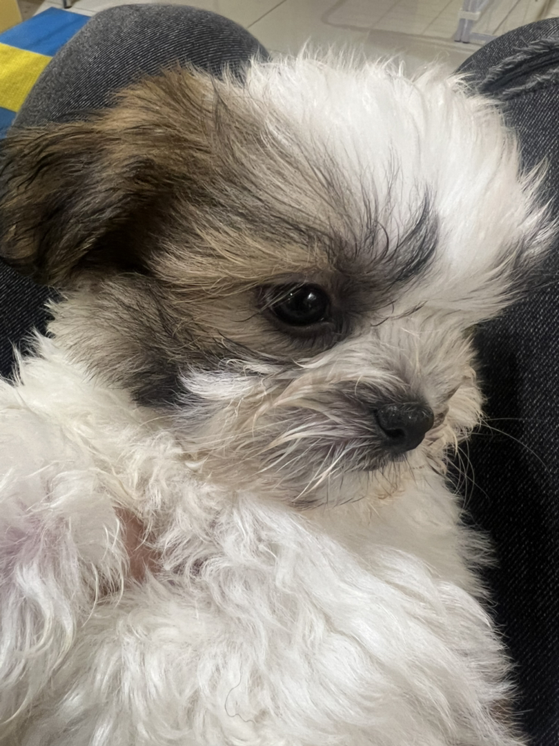 可爱西施犬幼犬，毛球般蓬松，颜值高性格乖