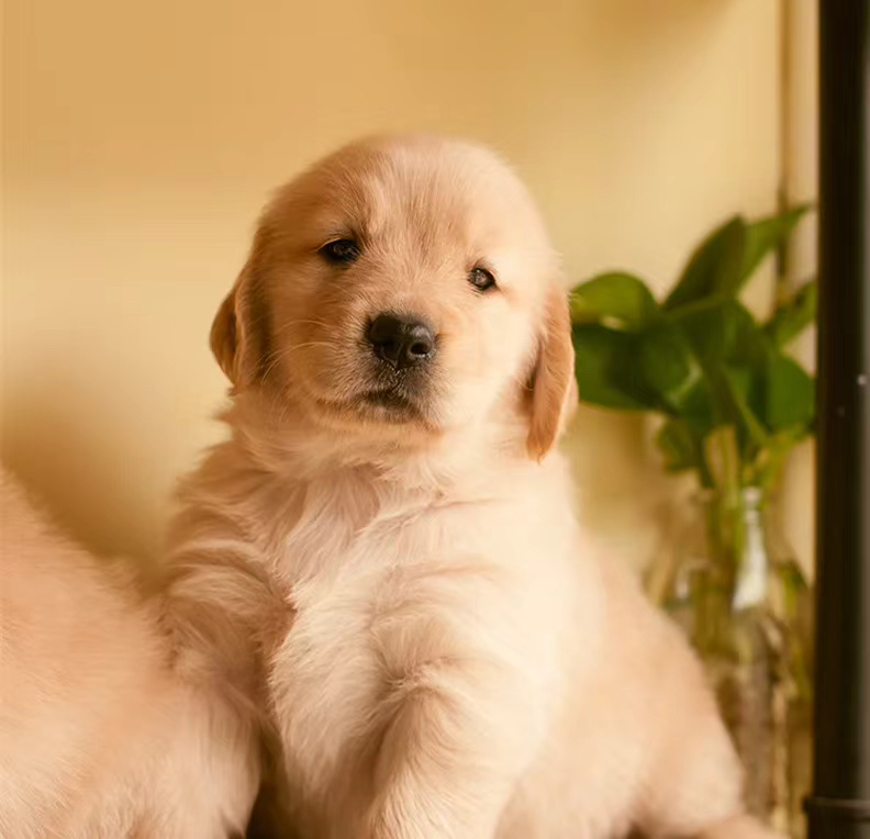 金毛幼犬，可爱活泼，性格温顺，适合家庭养殖