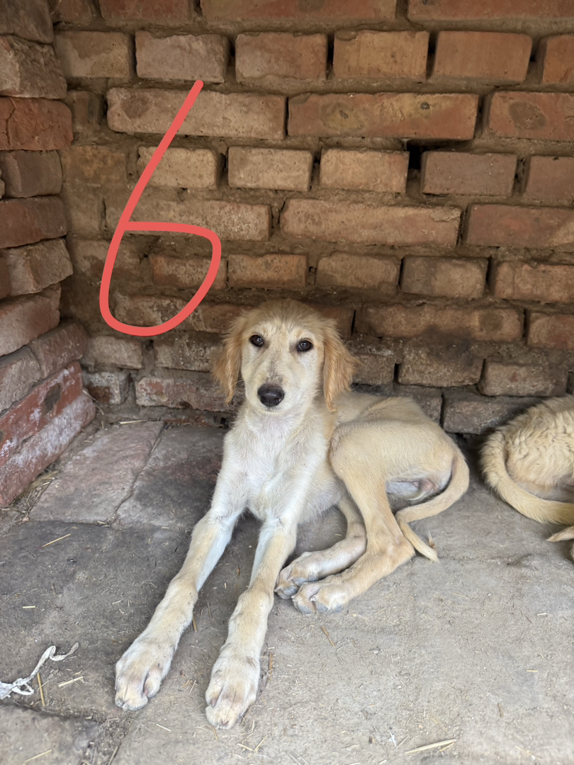 山东细犬优秀的中华田园犬聪明活波会看家护院认主人三个多月疫苗齐全包托运