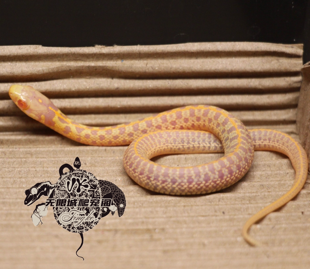 白化束带宝宝1只可以吃鸡心鱼肉不需要加温）