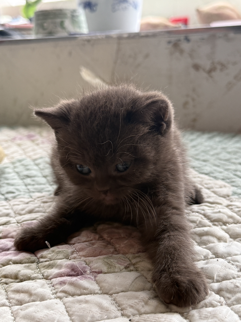 可爱英短小猫，蓝眼圆耳，憨态可掬，萌化人心