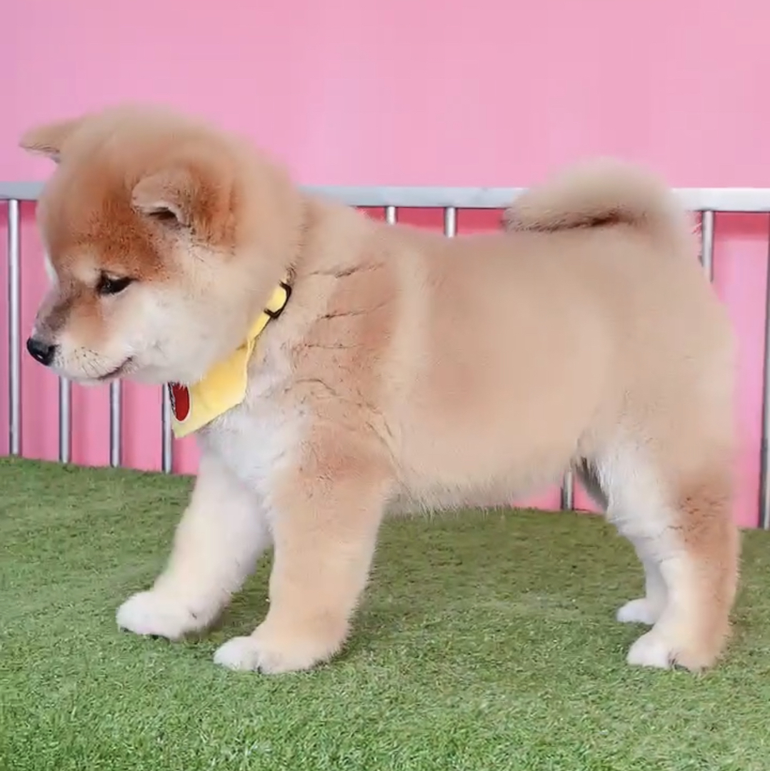 净脸柴犬宝宝❤️赤色柴犬