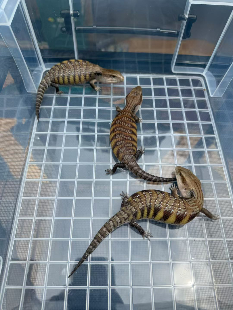 北部蓝舌石龙子 健康全品 包终身饲养经验 包健康 包开食 包邮 国际三包