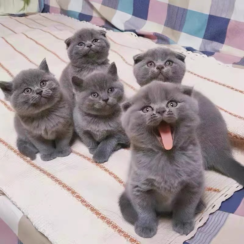 英短蓝猫幼崽,呆萌可爱,圆润乖巧,养宠首选