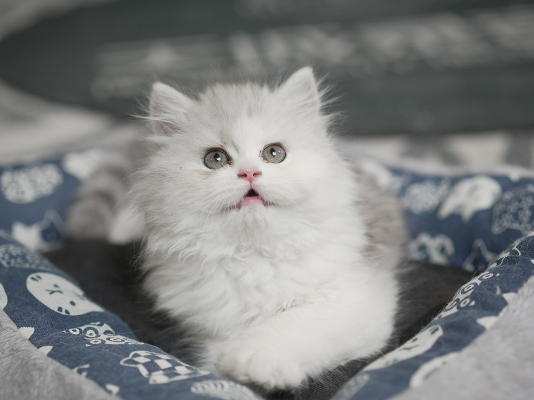 波斯猫幼崽，毛长蓬松，大眼萌态，优雅高贵惹人爱
