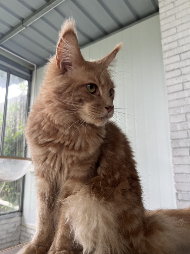 纯种俄系缅因猫小红虎带血统疫苗齐全