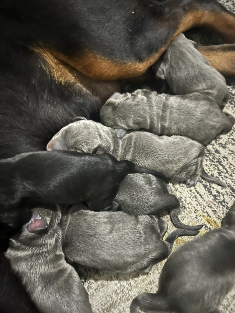 德系 异色杜宾犬
