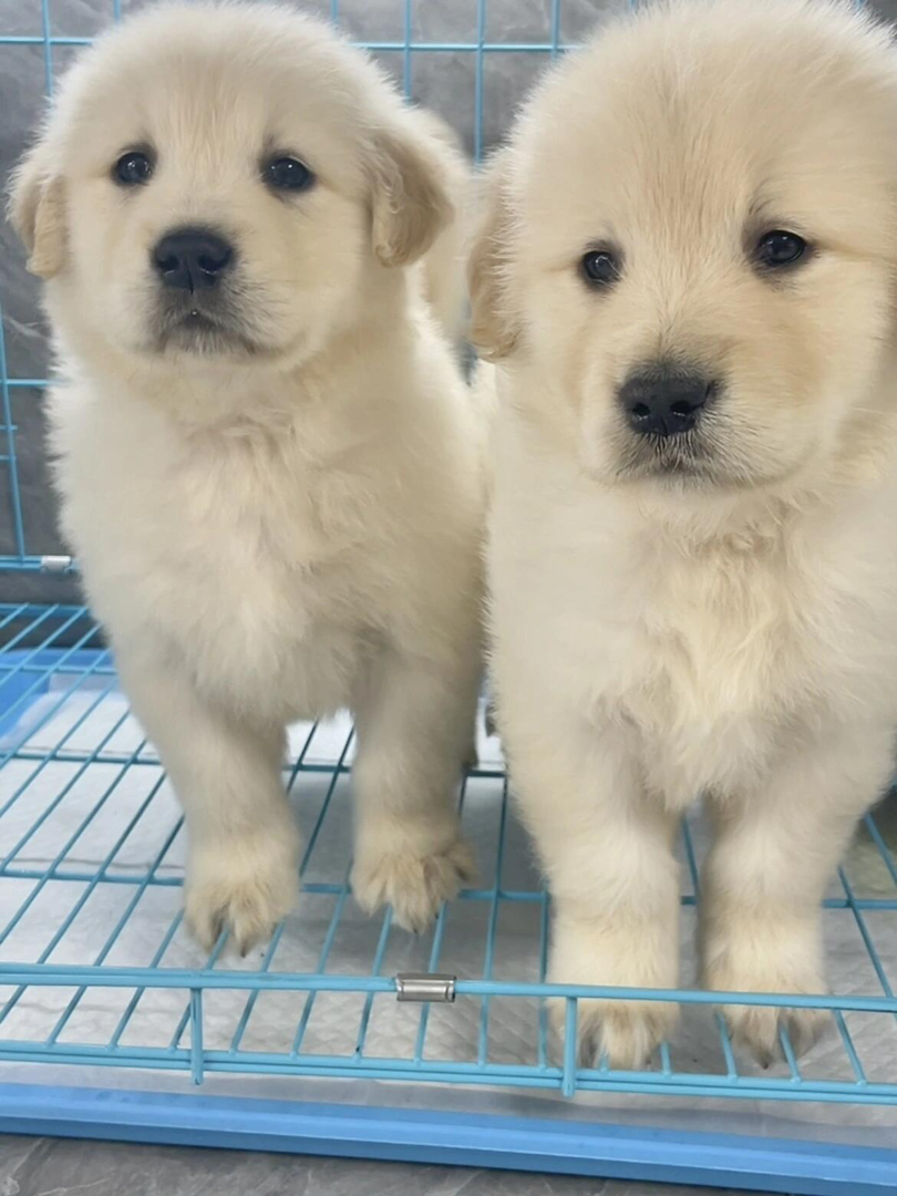 金毛幼犬,可爱萌态十足,温顺乖巧,绝佳家庭陪伴宠物