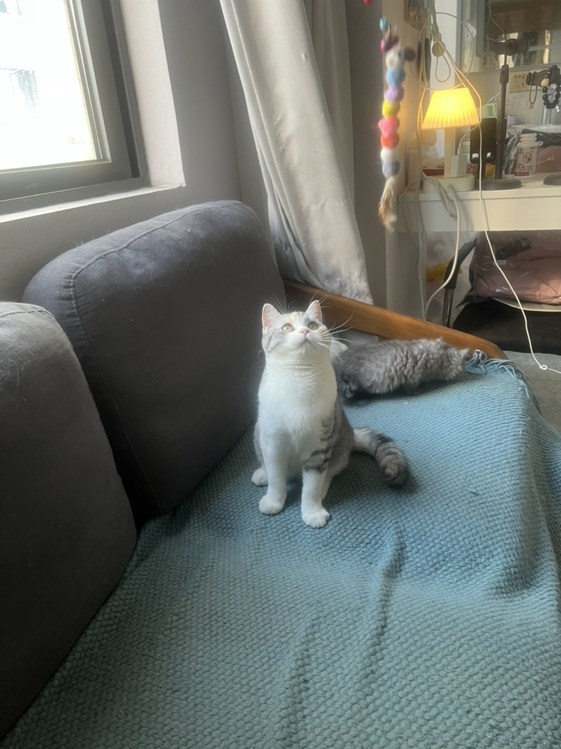 米努特猫 幼崽蹲新家 大爆毛甜美可爱