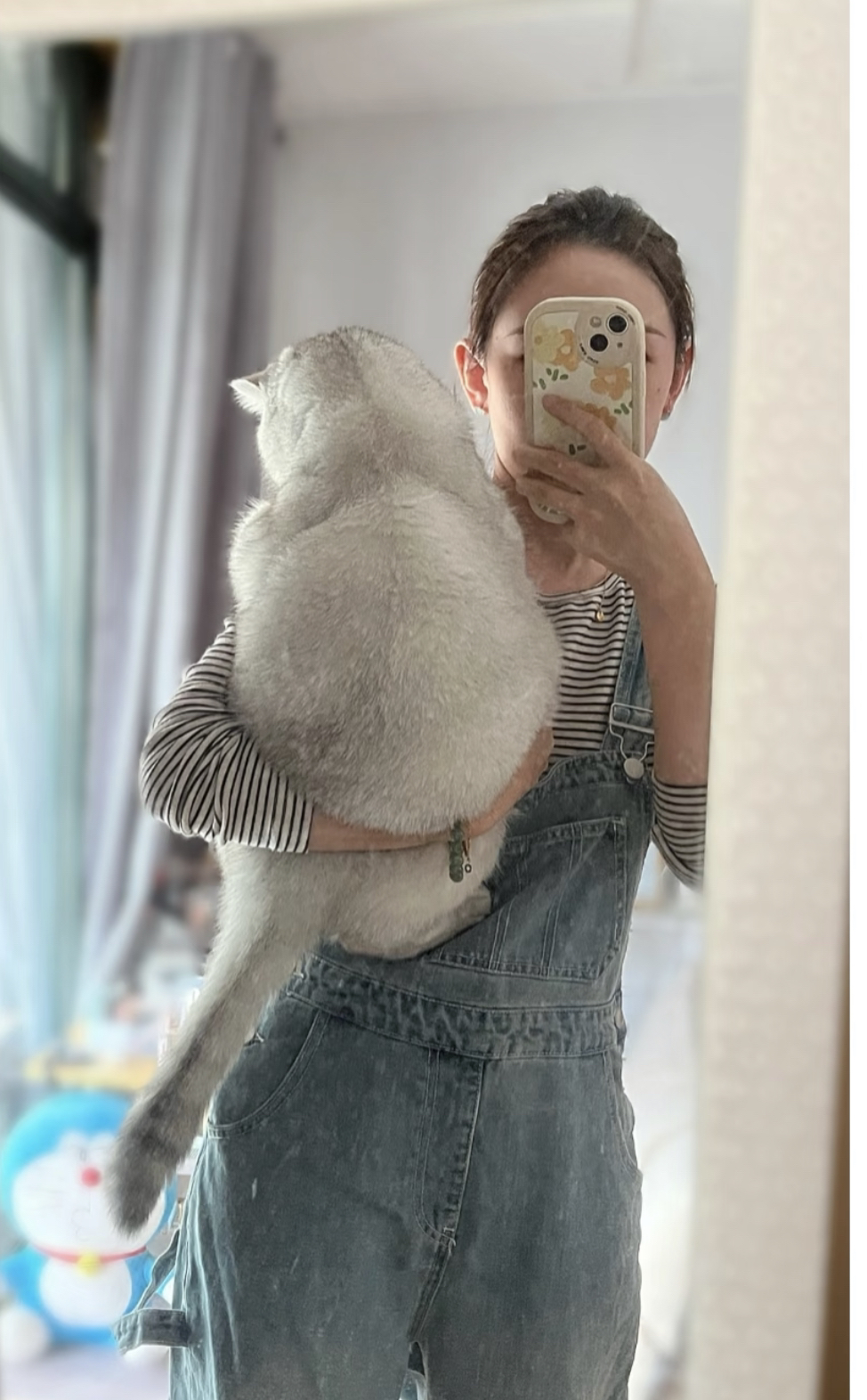 英国短毛猫,毛厚圆润超可爱,温柔亲人超治愈