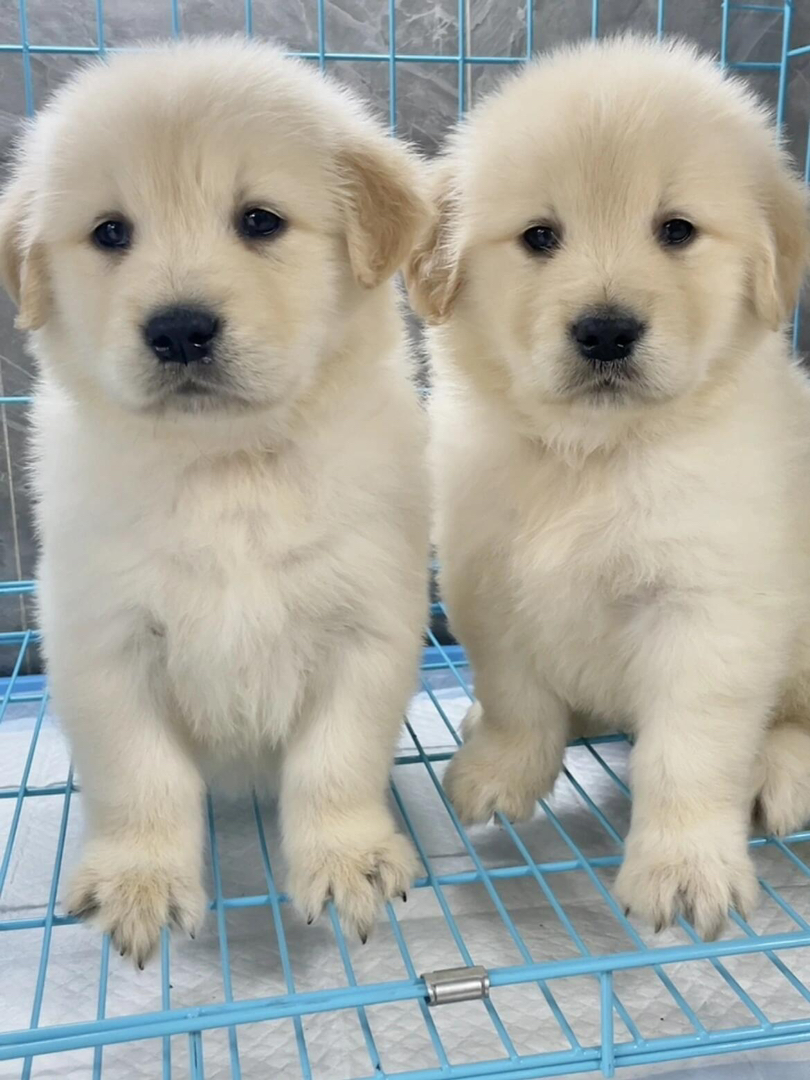 金毛幼犬，可爱活泼，性格温顺，适合家庭养殖
