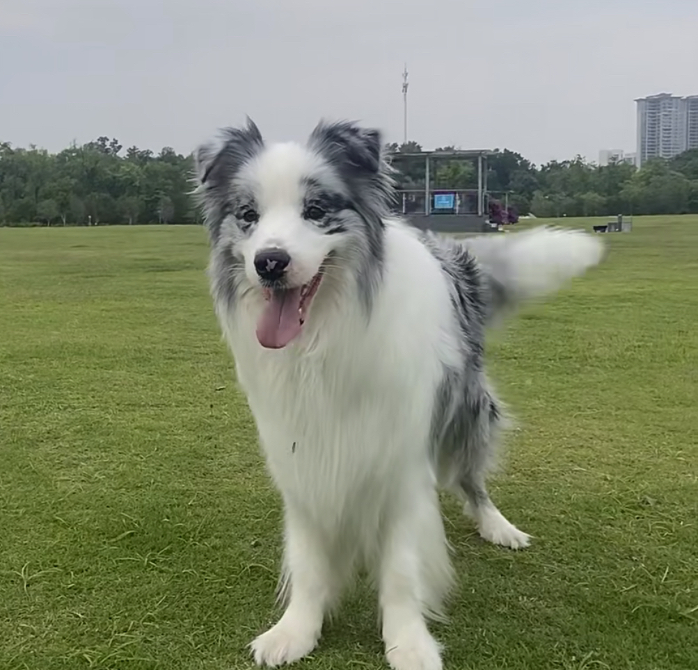 网红蓝色眼睛陨石色边牧