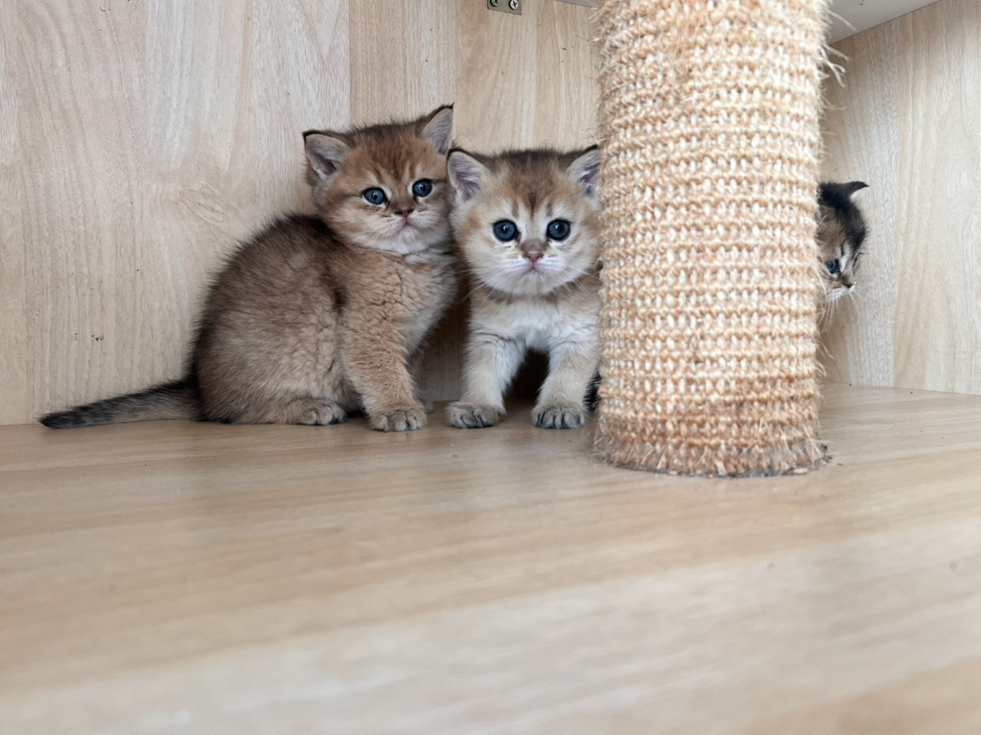 金渐层2公一母，一个1200