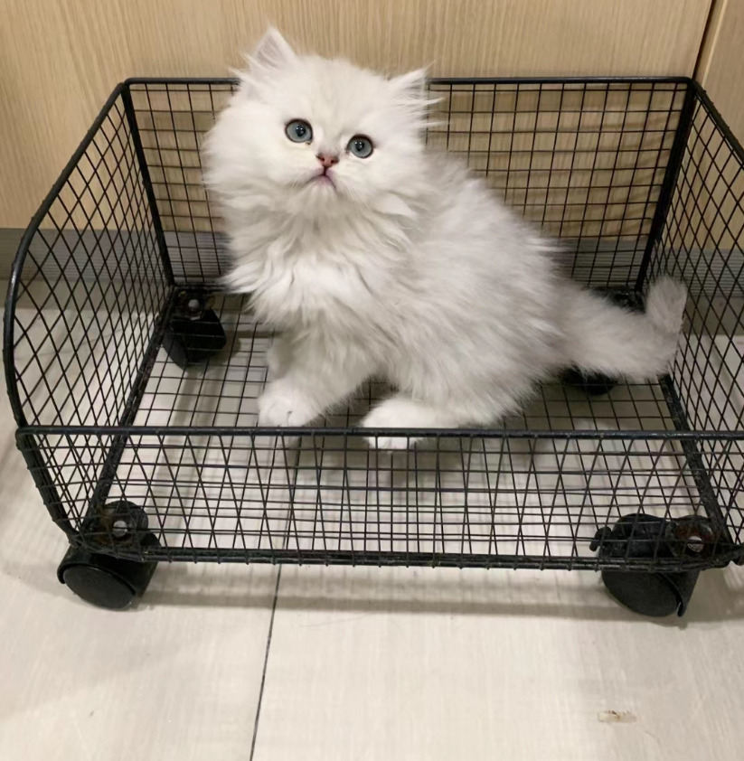 金吉拉小奶猫