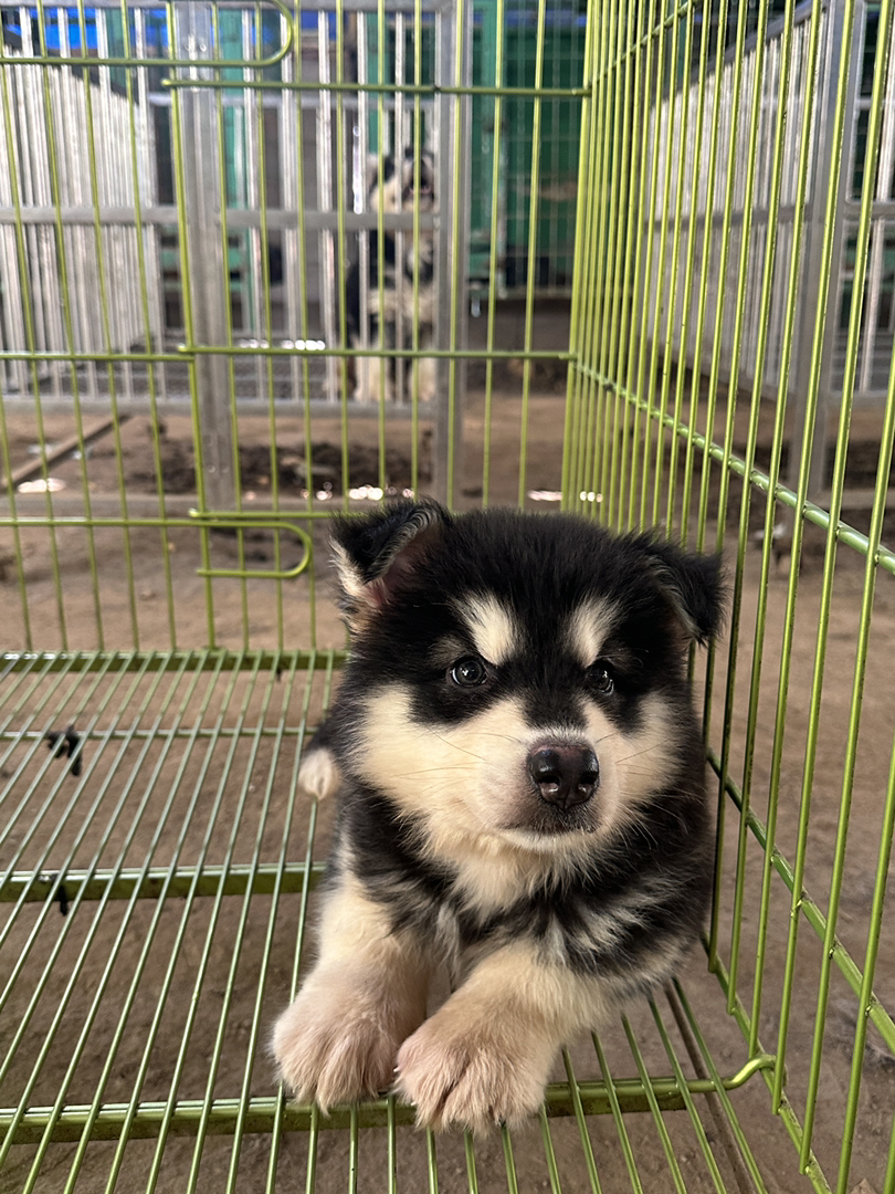 阿拉斯加宝宝求靠谱铲屎官💓