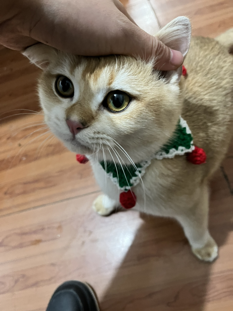 金渐层公猫已绝育三针已打