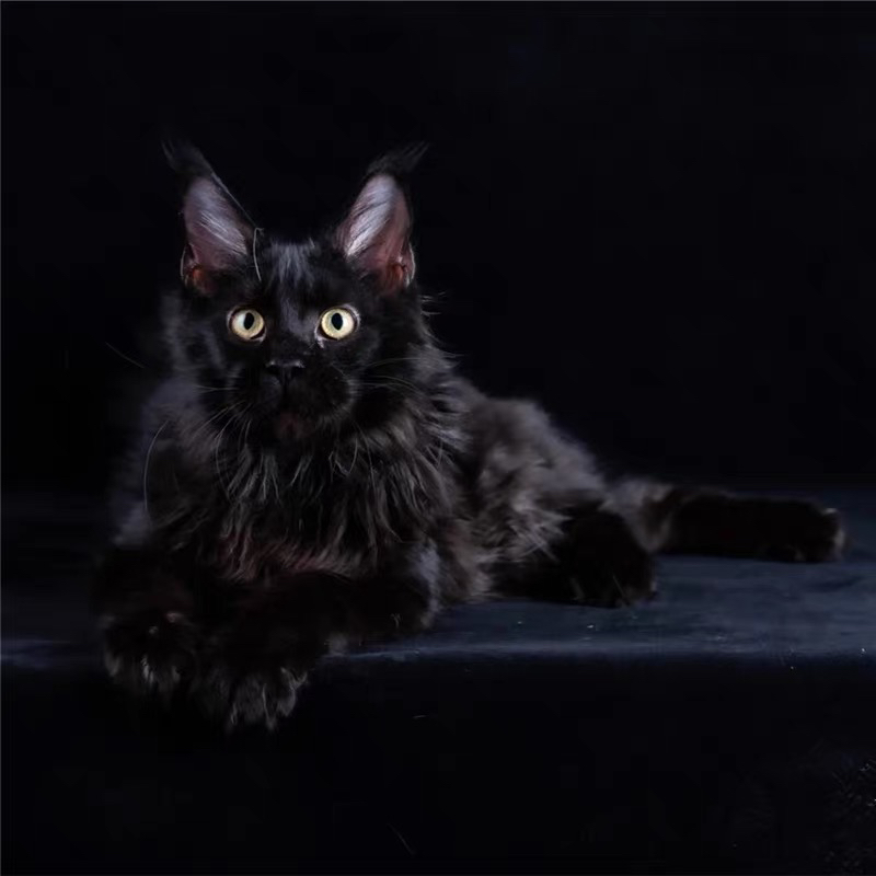 烟熏色❤️黑色❤️缅因猫 疫苗齐全高端货