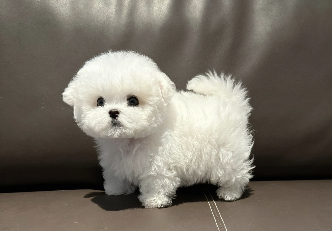 可爱比熊犬,毛如雪球,穿上花裙,尽显萌态惹人爱
