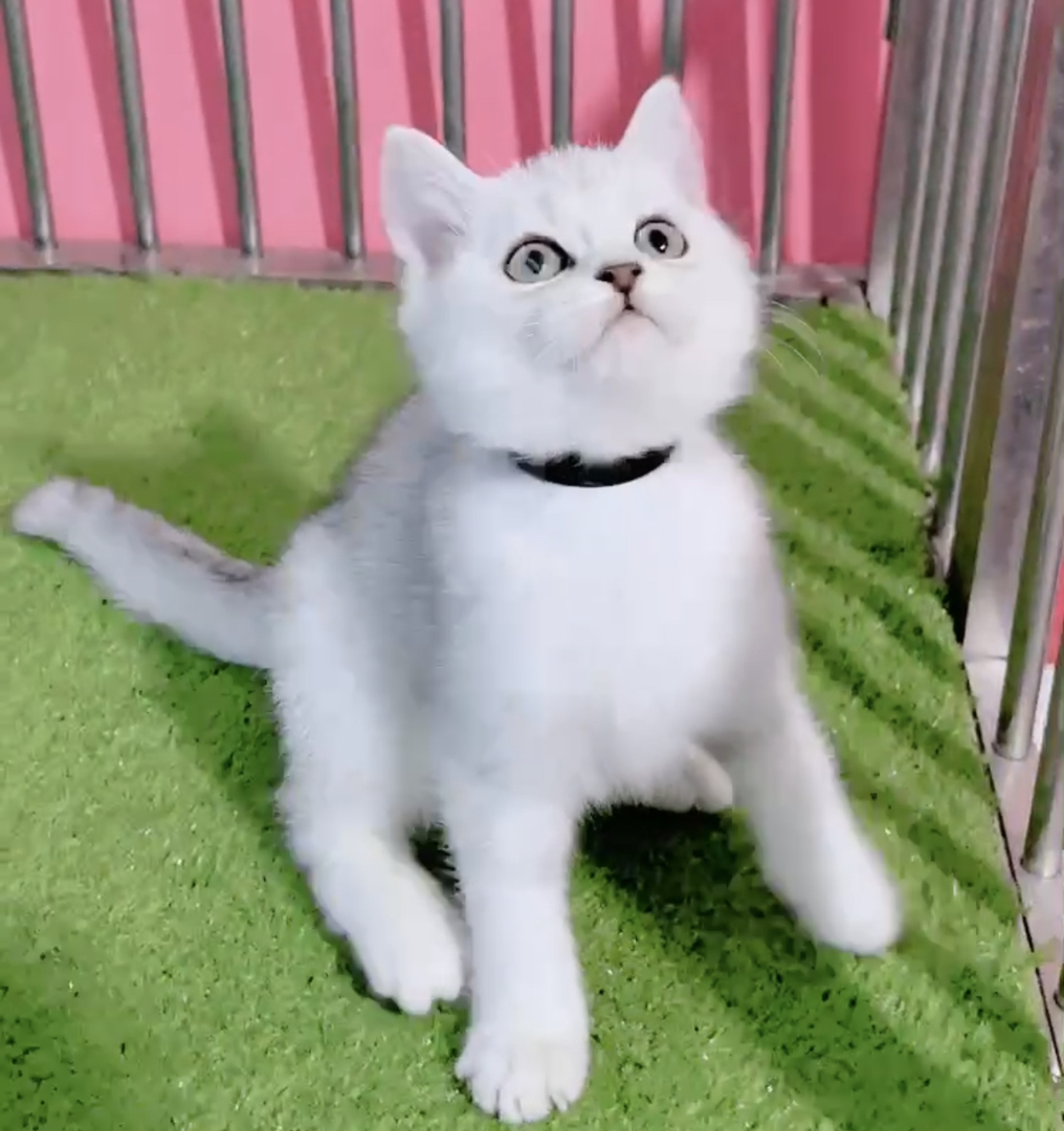 高端大胖脸银渐层猫咪❤️高端品质
