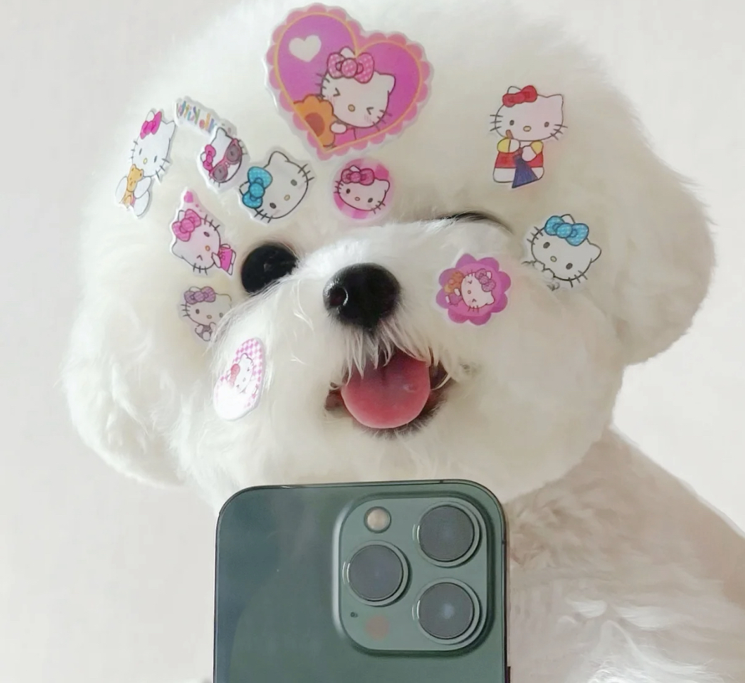 双血统熊版大爆毛比熊犬❤️