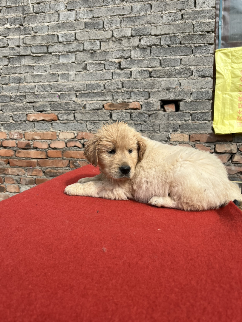 金毛，奶白金。性格好