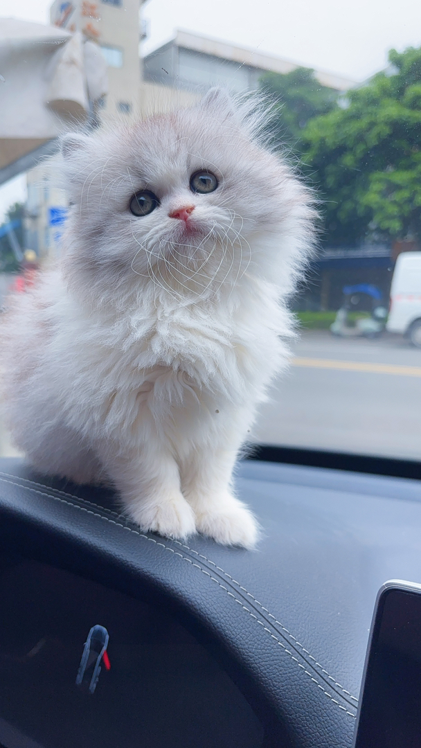 英国短毛猫