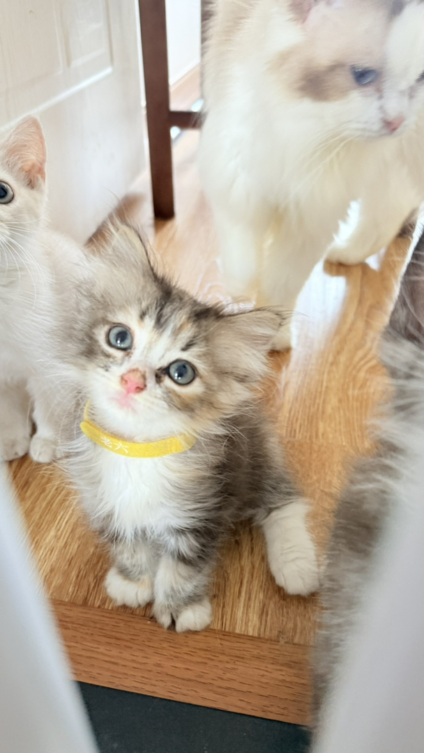 长毛金虎斑，自家猫咪生的崽崽，太多了照顾不过来，小偿找家长