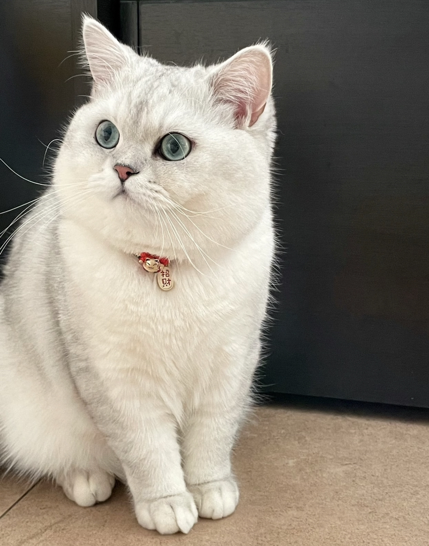 银渐层猫咪，颜值爆表，大眼萌宠，给你无尽的陪伴