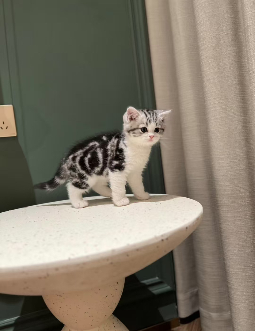 美短起司幼崽 送过渡猫粮 猫条 ➕猫瘟 细小 冠状检测