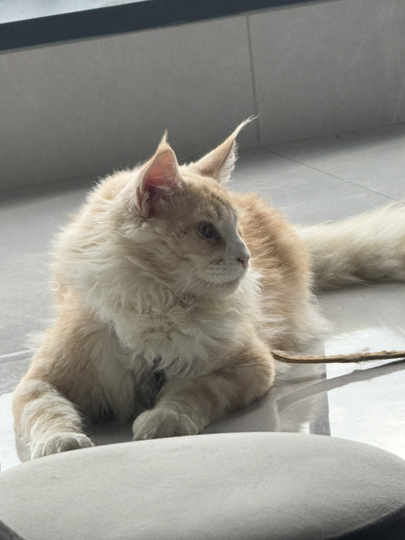凯米尔色 缅因猫弟弟 6个月大了 很活泼 很健康看上的可以私我