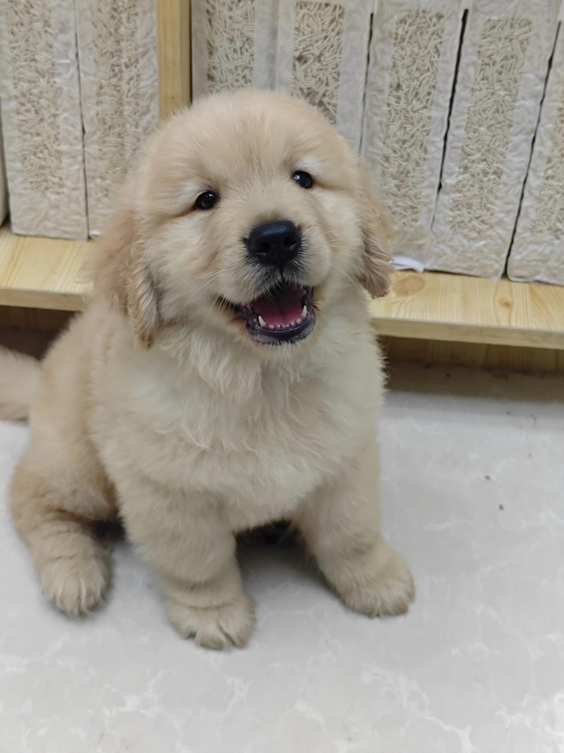 金毛幼犬，可爱活泼，性格温顺，适合家庭养殖