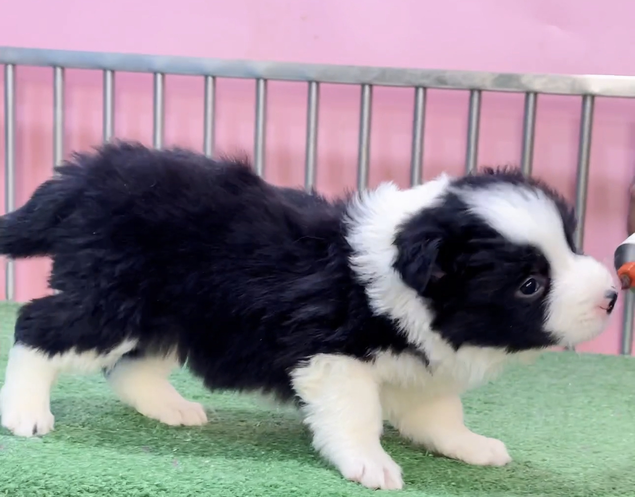 双血统带证书❤️边境牧羊犬纯种🔥高端货