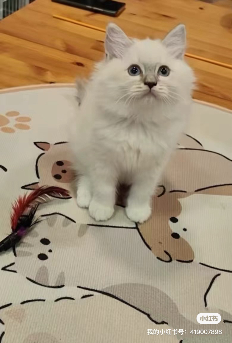 布偶猫