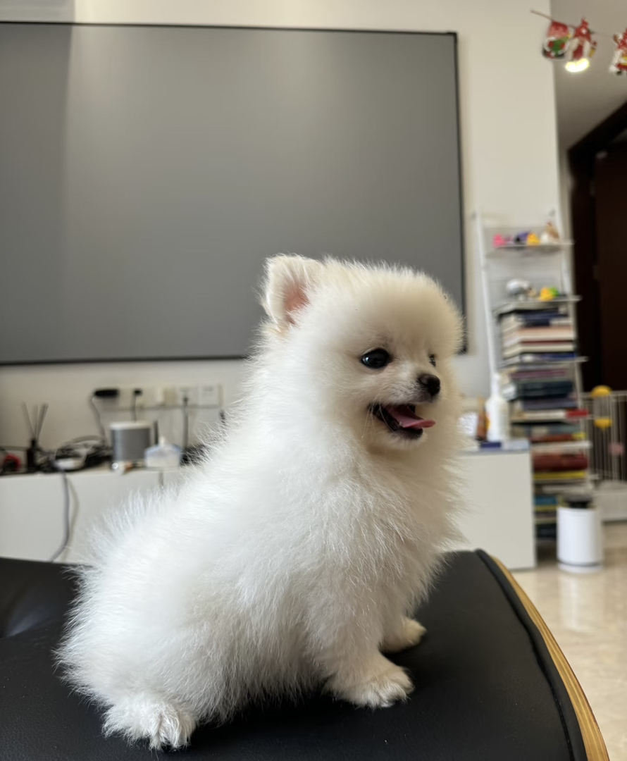 体型小巧：成年犬体重约2.5kg左右，适合小户型居住