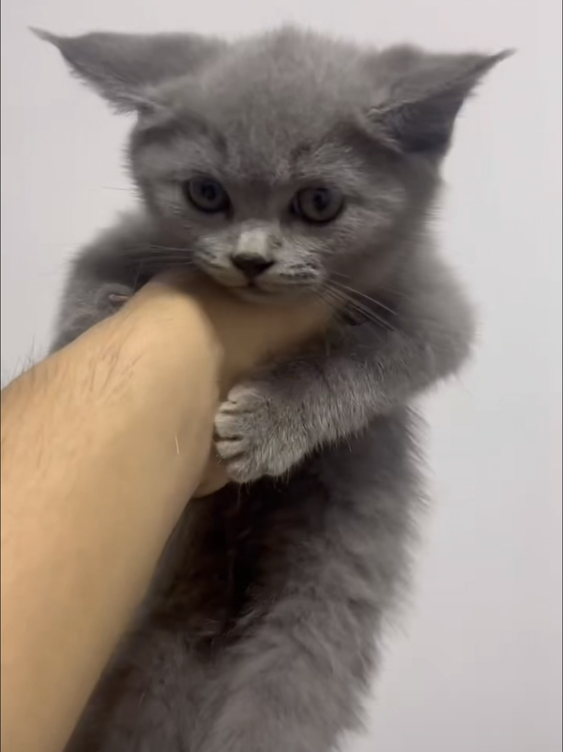 蓝猫已打疫苗驱虫保障终身售后。金渐层布偶银渐层金吉拉暹罗蓝猫银点暹罗猫