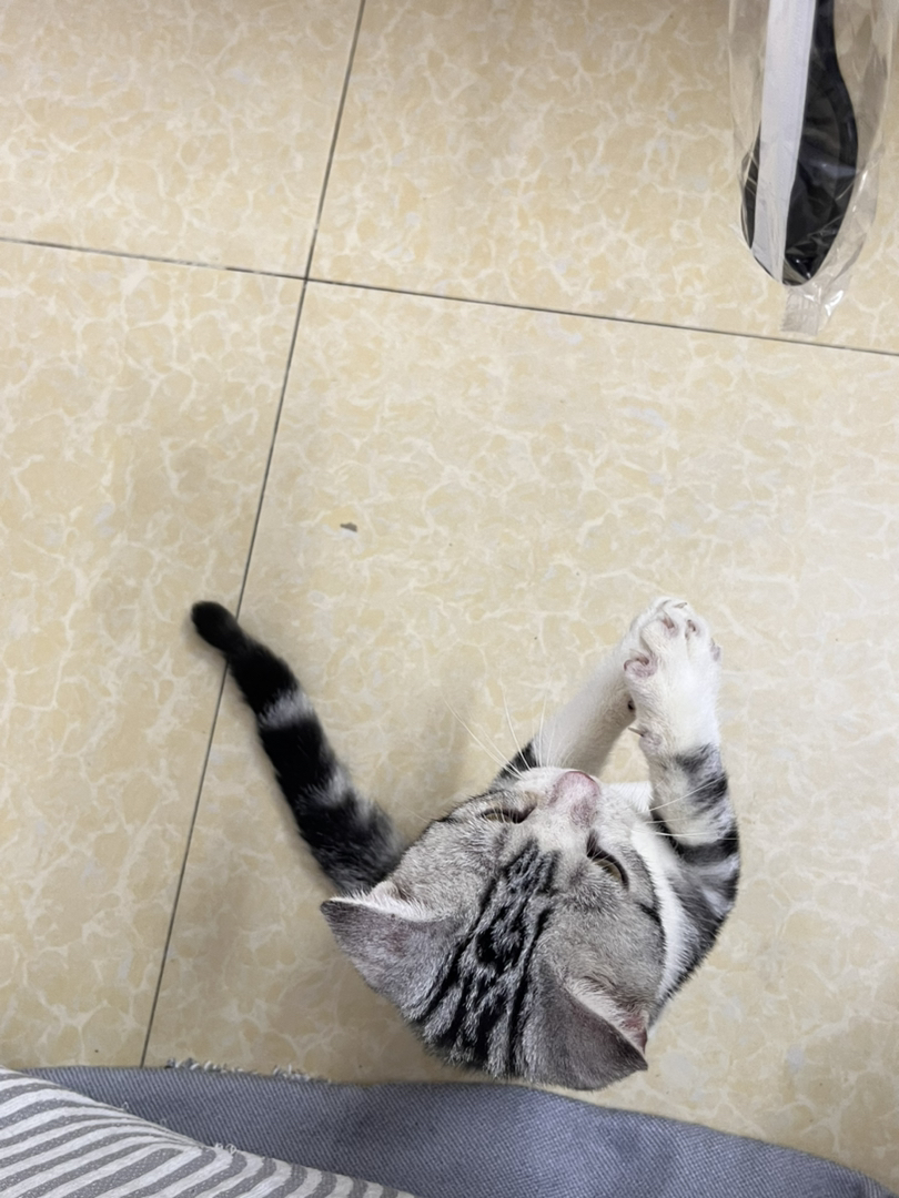美短短毛 起司 弟弟