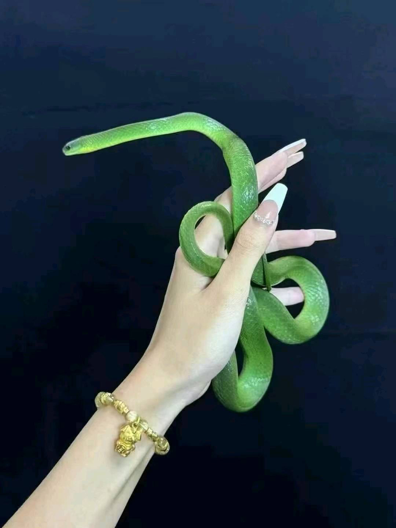 翠青蛇，包邮包风险可上手温顺无毒，蛇无需打疫苗，注意甄别