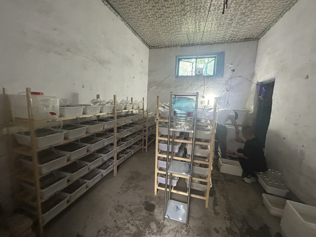 小白鼠
