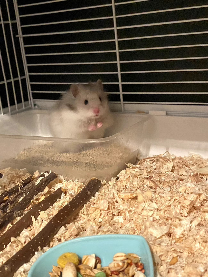 家养仓鼠金丝熊