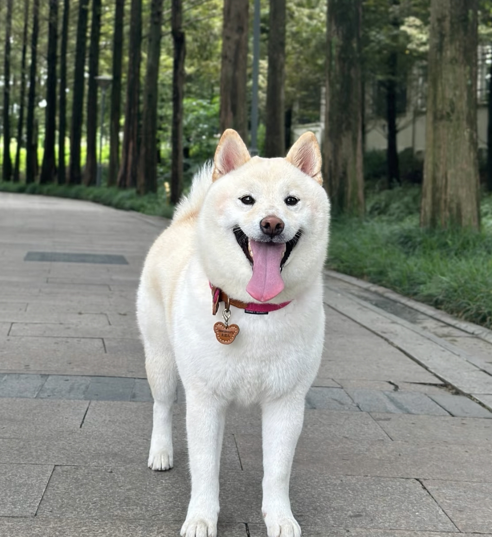 成年纯白日本豆柴找领养❤️母