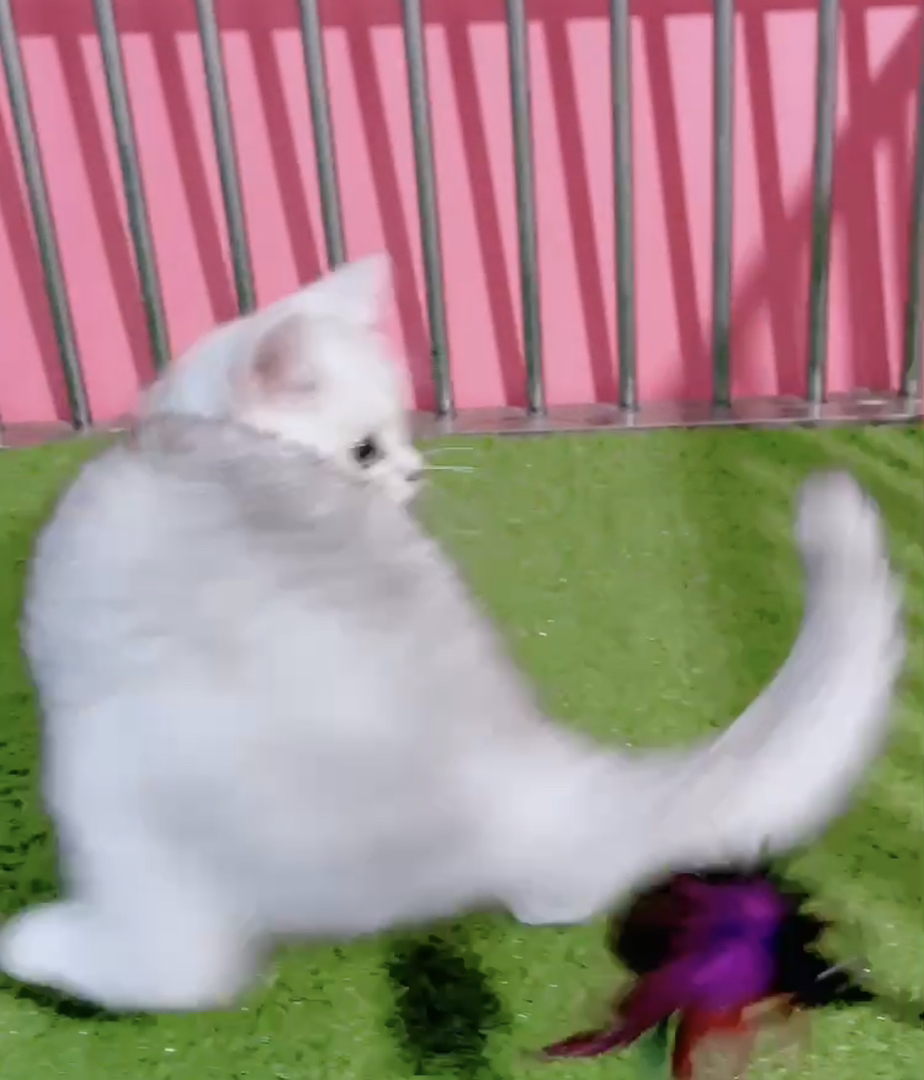 高端大胖脸银渐层猫咪❤️高端品质